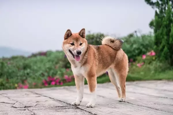 The Risky Allure of Meme Coins: Why Pepe's Journey Might Not Mirror Dogecoin's Success