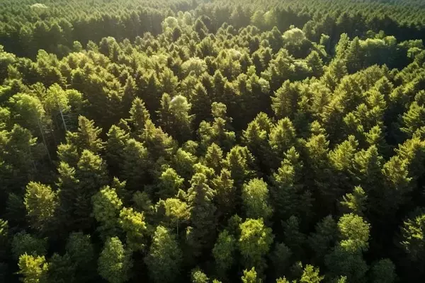 West Fraser Timber Collaborates with Kodiak AI for Autonomous Logging Trial