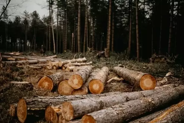 Weyerhaeuser Co (WY) Stock Performance in Q1: Exceeding Expectations