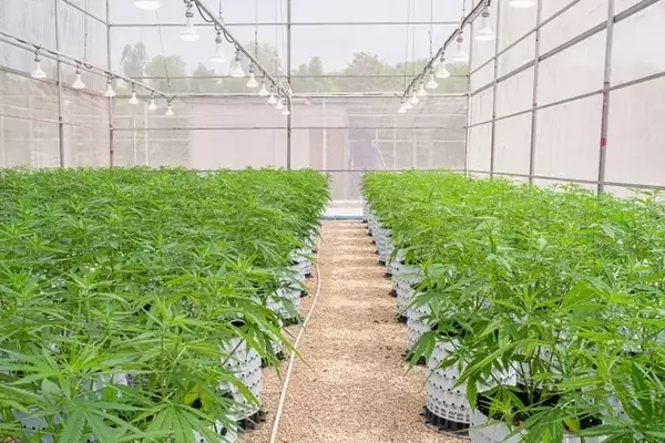 Cannabis Regulatory Shift Presents Undervalued Opportunity for IIPR