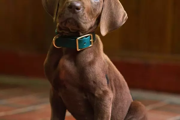 Online Debate Over Scooby-Doo's Appearance in New Live-Action Series