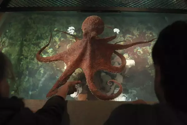 Bringing Marcellus to Life: The VFX Journey of 'Remarkably Bright Creatures'