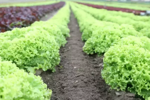Nutrien Ltd. Poised for Growth Amidst Rising Fertilizer Prices and Geopolitical Tensions