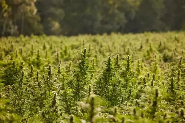 Chicago Atlantic: Cannabis Sector REIT Offers High Yield with Caution