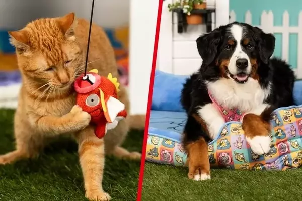 New 'Pokémon Playful Partners' Collection Launched for Pet Owners