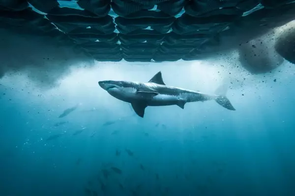 Discovery Channel Unveils Extensive 2026 Shark Week Program
