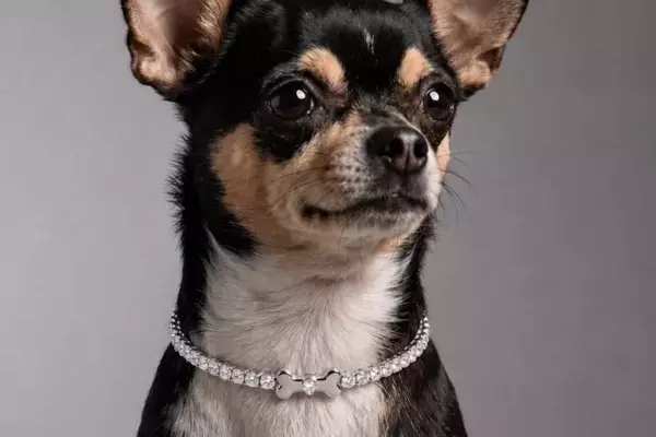 D Diamond Unveils Luxury Pet Jewelry for Feline Companions