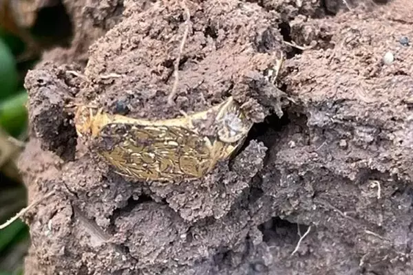 Medieval Rings Discovered by Metal Detectorist Set for Auction