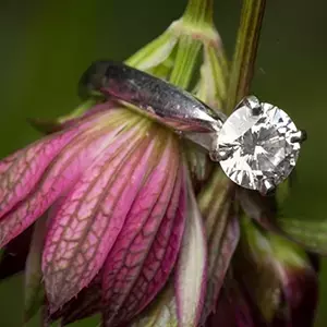 US Jewelry Market Sees Continued Growth Driven by High-End Demand