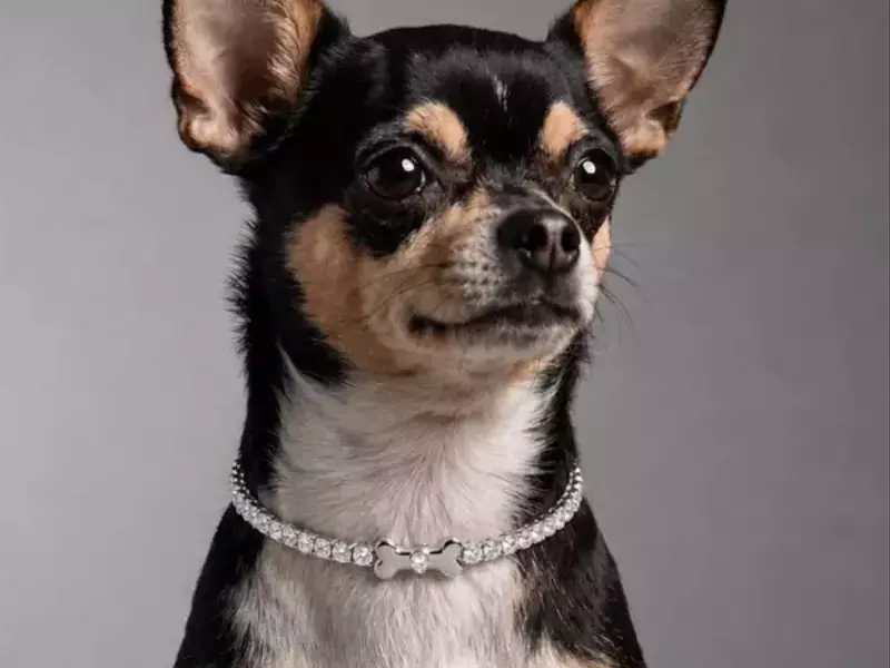 D Diamond Unveils Luxury Pet Jewelry for Feline Companions